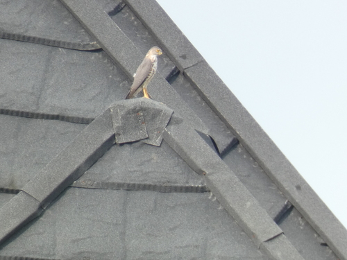 Shikra