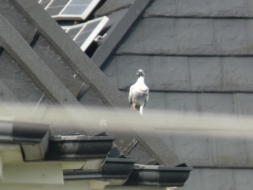Feral Pigeon