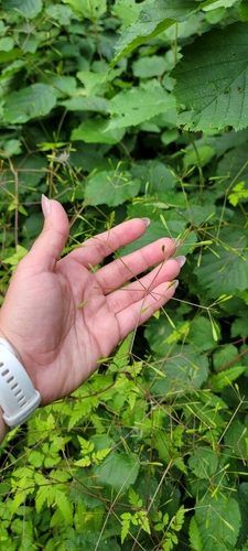 blunt-fruited sweet-cicely (Osmorhiza depauperata)