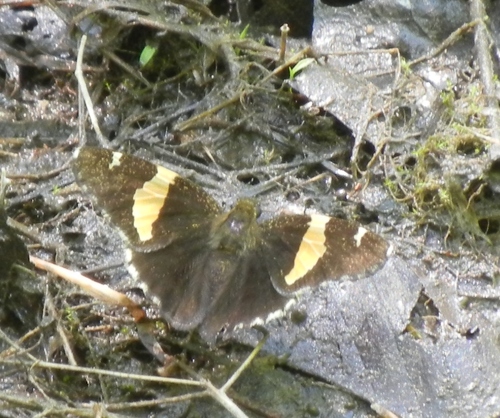 Golden Banded-Skipper photo 4
