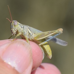 Melanoplus herbaceus