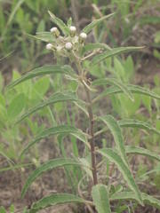 Asclepias emoryi