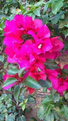 Bougainvillea