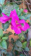 Bougainvillea