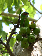 Cyclopsitta diophthalma