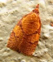 Cenopis reticulatana