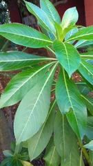 Impatiens sodenii