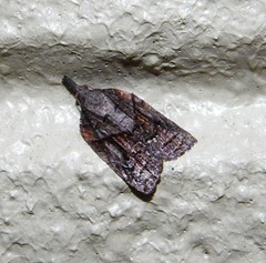 Platynota idaeusalis