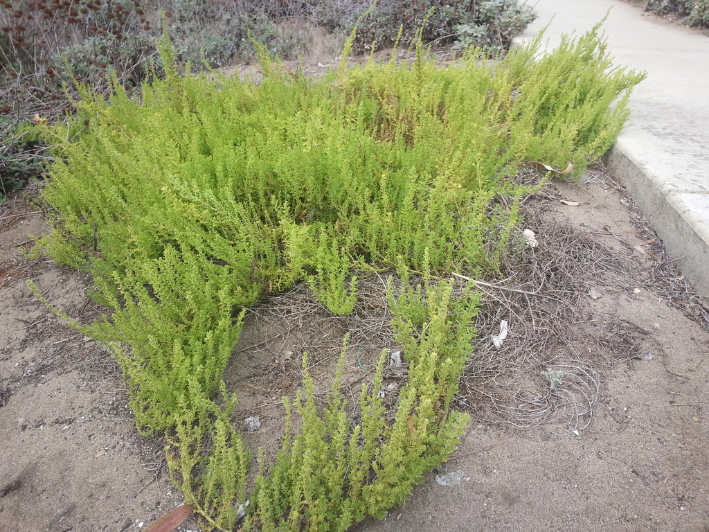 Lesser Swinecress (Brassicaceae(mustard family) in karnataka