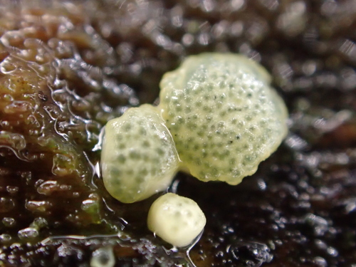 Representative image of Trichoderma