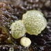 Trichoderma gelatinosum - Photo (c) Damon Tighe, alguns direitos reservados (CC BY-NC), uploaded by Damon Tighe