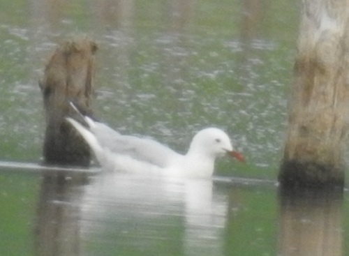 Gaviota picofina (Chroicocephalus genei)
