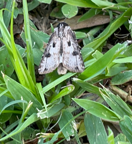Rascal Dart photo 4