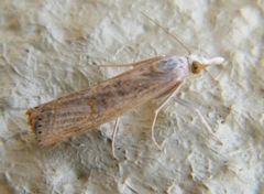 Parapediasia decorellus