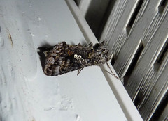 Syngrapha octoscripta