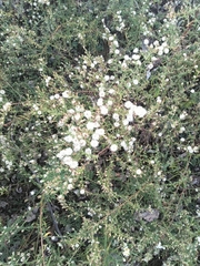 Olearia solandri