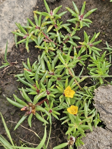 Portulaca halimoides L.