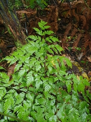 Pteris macilenta
