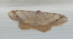 Macaria aequiferaria