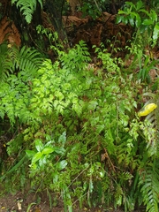 Pteris macilenta