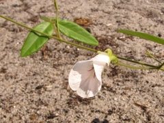 Clitoria falcata
