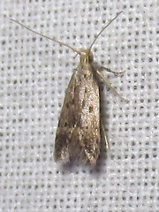 Neodactylota