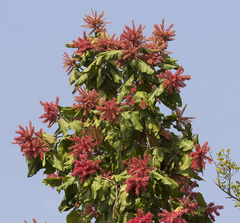 Triplaris americana