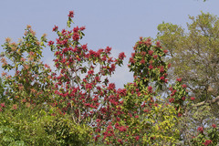 Triplaris americana