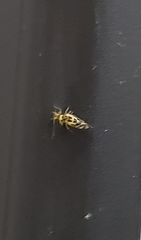 Graphopsocus cruciatus