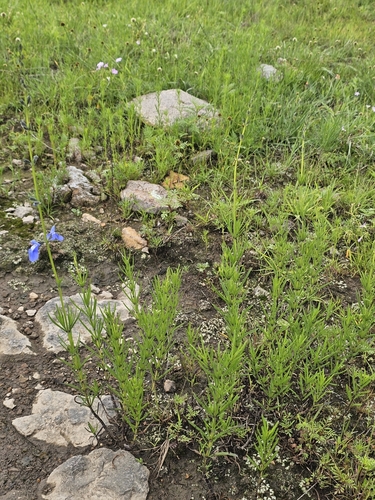 Salvia reptans, photograph 6