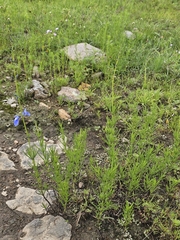 Salvia reptans, photograph (c) Erick Vélez Sánchez, some rights reserved (CC BY)