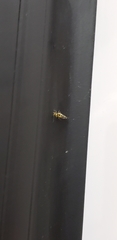 Graphopsocus cruciatus