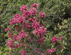 Triplaris americana