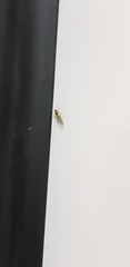 Graphopsocus cruciatus