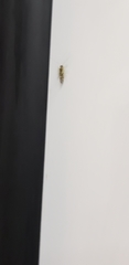 Graphopsocus cruciatus