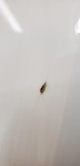 Graphopsocus cruciatus