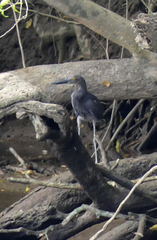 Ardea sumatrana
