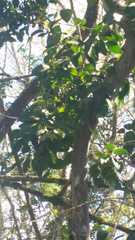 Psidium galapageium