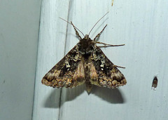 Syngrapha rectangula