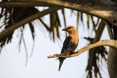 Coracias cyanogaster