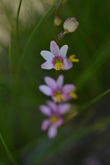 Ixia scillaris scillaris
