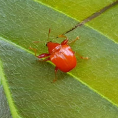 Attelabinae