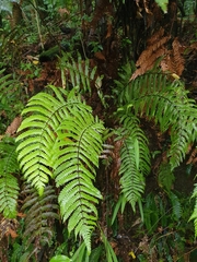 Pakau pennigera