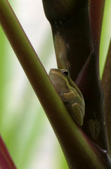 Litoria fallax