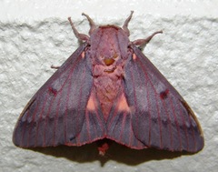 Citheronia sepulcralis