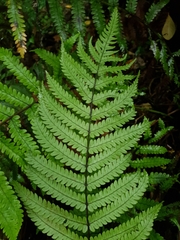 Pakau pennigera