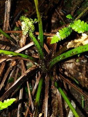 Pakau pennigera