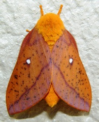 Anisota stigma