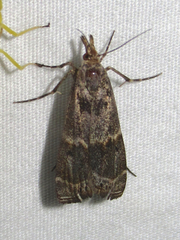Prionapteryx indentella