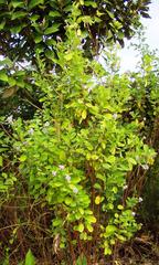 Codariocalyx gyroides